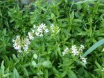 Herbes sauvages / Herbes de vie à Mercin