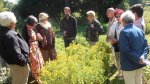 Herbes sauvages / Herbes de vie à Mercin