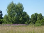 Herbes sauvages / Herbes de vie à Mercin