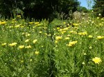 Herbes sauvages / Herbes de vie à Mercin