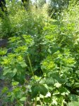 Herbes sauvages / Herbes de vie à Mercin