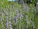 Herbes sauvages / Herbes de vie à Mercin