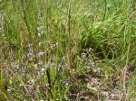 Herbes sauvages / Herbes de vie à Mercin