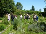 Herbes sauvages / Herbes de vie à Mercin