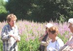 Herbes sauvages / Herbes de vie à Mercin